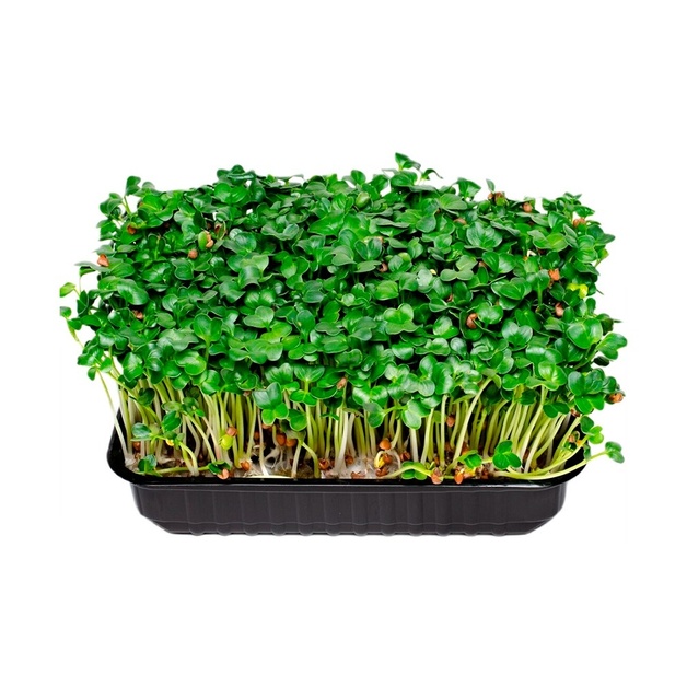 Микрозелень Редис Дайкон 50г