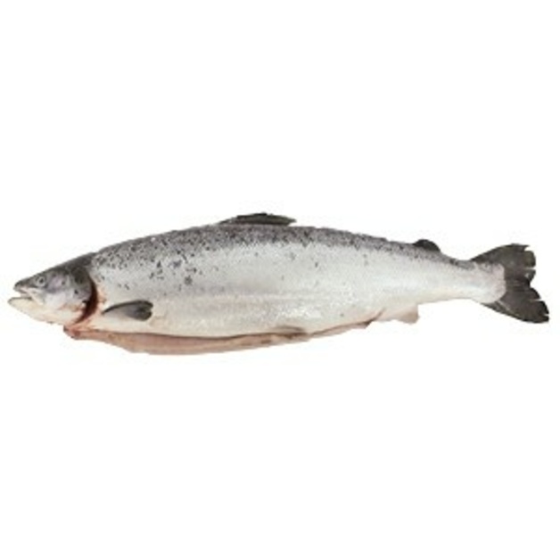 Лосось ~ 5-6 кг охл. с/г потр. мурманский Inarctica