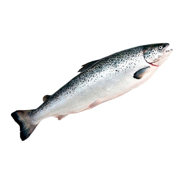 Лосось Потрошеный с Головой Замороженный Aquachile S.A. Чили 4-5кг