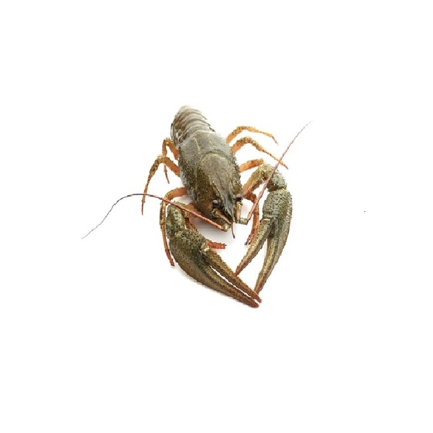Рак Живой 20-30г