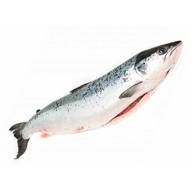 Лосось ~ 4-5 кг с/м с/г потрошеный Чили Salmones Camanchaca S.A.