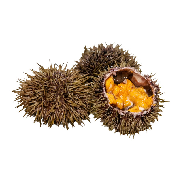 Еж Морской Живой 80-120г