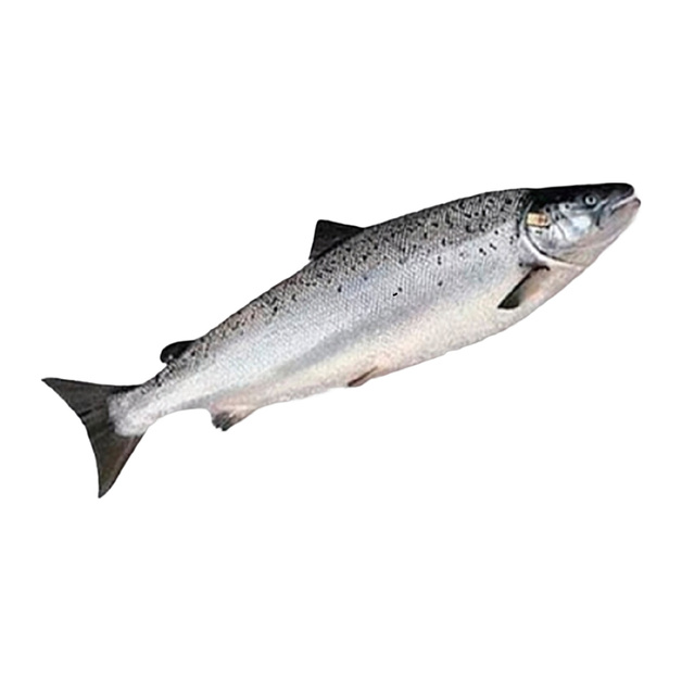 Лосось Потрошеный с Головой Свежемороженый Чили Exportadora Los Fiordos Ltda 6-7кг