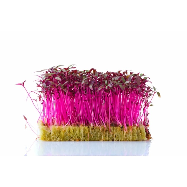 Микрозелень Амарант 50г