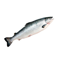 Лосось Орд Потрошеный с Головой Охлажденный Мурманск 6-7кг