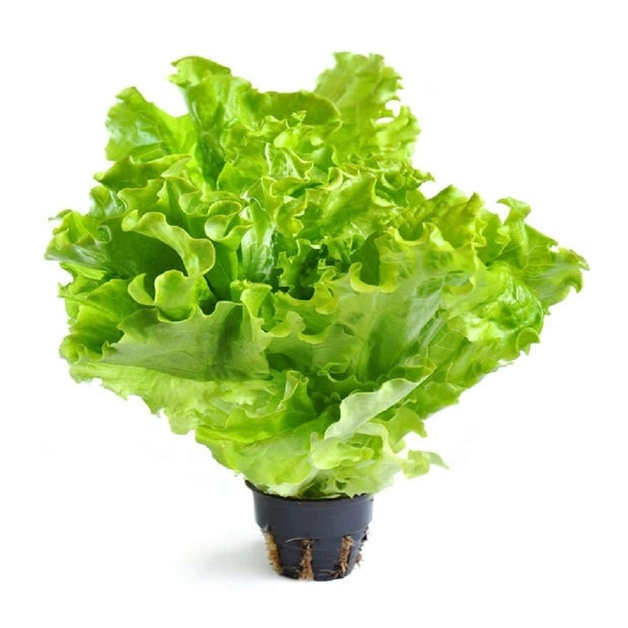 Салат Листовой в Горшке 150-200г*