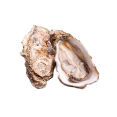 Устрица Касабланка №2