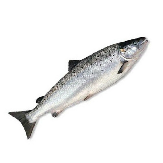 Лосось ~ 4-5 кг с/м с/г потрошеный Чили