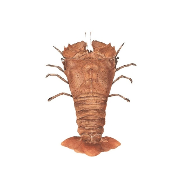 Слиппер-лобстер Непотрошеный Свежемороженый 300-500г