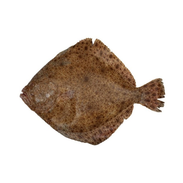 Тюрбо Целая Непотрошеная Охлажденная 1/2+ 5кг