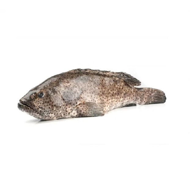 Групер Непотрошеный Сыромороженый 2-4кг
