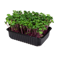 Микрозелень Редис Ред Корал