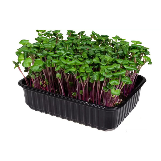 Микрозелень Редис Ред Корал