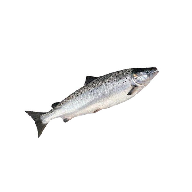 Лосось ~ 5-6 кг с/м с/г потрошеный Чили