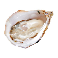 Устрица Белый Жемчуг 95-105г