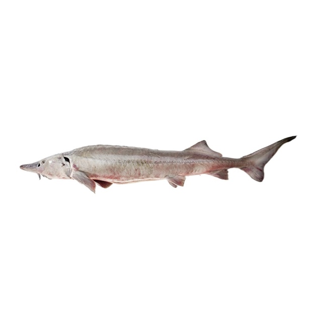 Осетр Потрошенный с Головой Замороженный Волгореченскрыбхоз 10-11кг