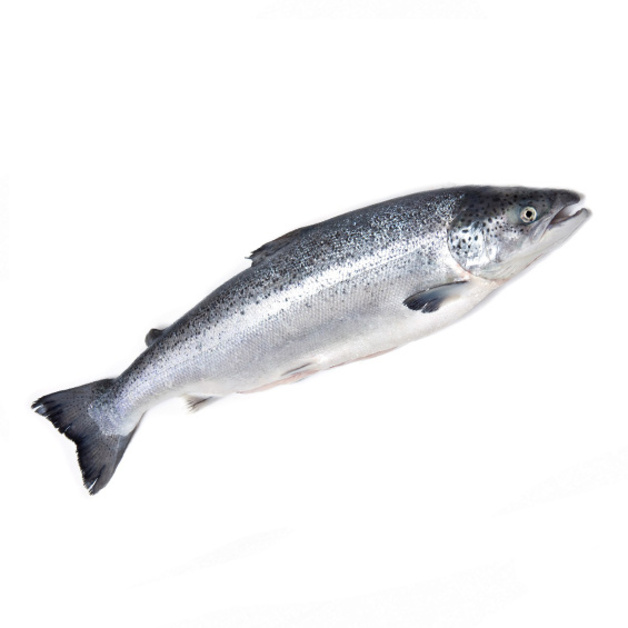 Лосось охлажденный потрошенный «Мурманский» ~ 3-4 кг