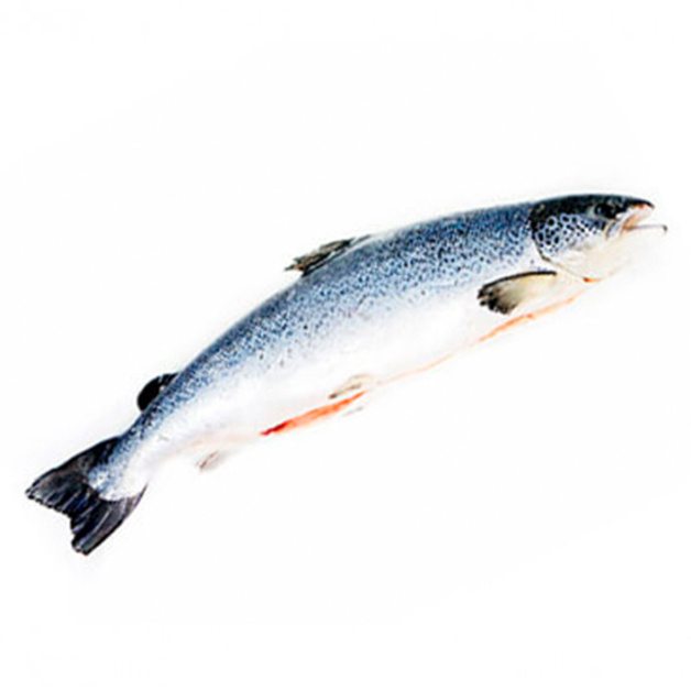 Лосось ~ 5-6 кг с/м с/г потрошеный Exportadora Los Flordos Limitada Чили