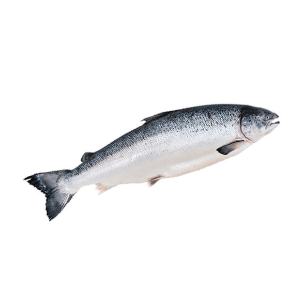 Лосось ~ 5-6 кг с/м с/г потрошеный Чили Empresas Aquachile S.A.