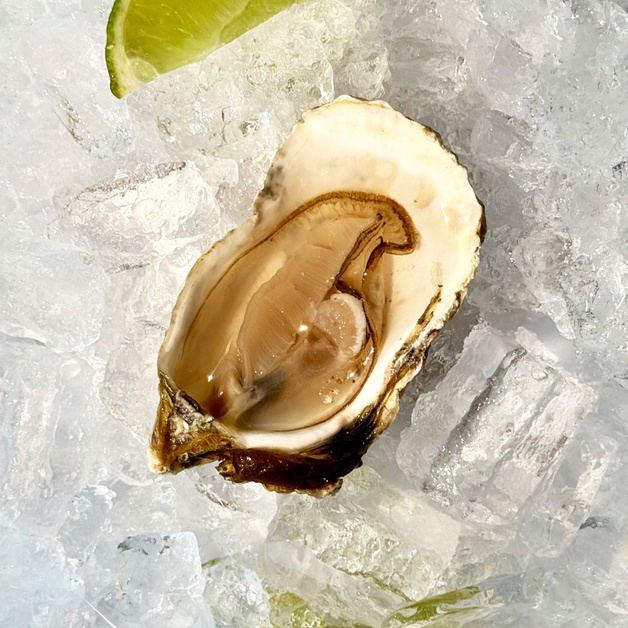 Устрица Коли №3