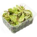 Салат  Мангольд зеленный  125 гр