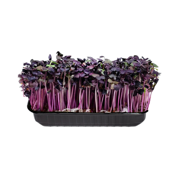 Микрозелень Редис Санго 50г