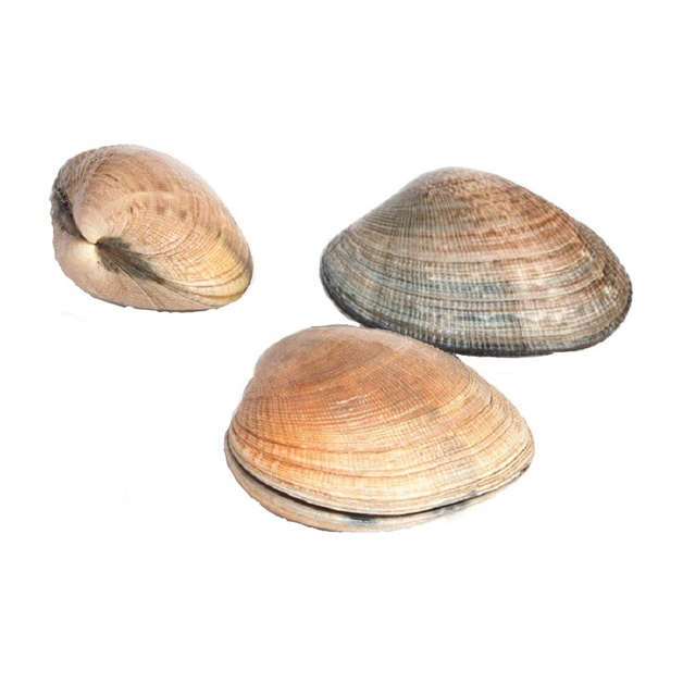 Вонголе Живая 2-5см