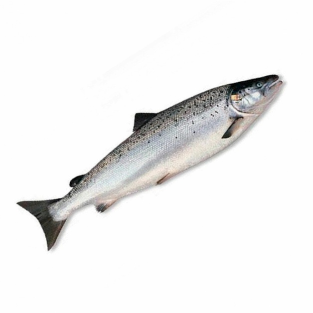 Лосось с/м потр. с/г «Salmones Pacific STAR S.A.» (Чили) ~ 6-7 кг