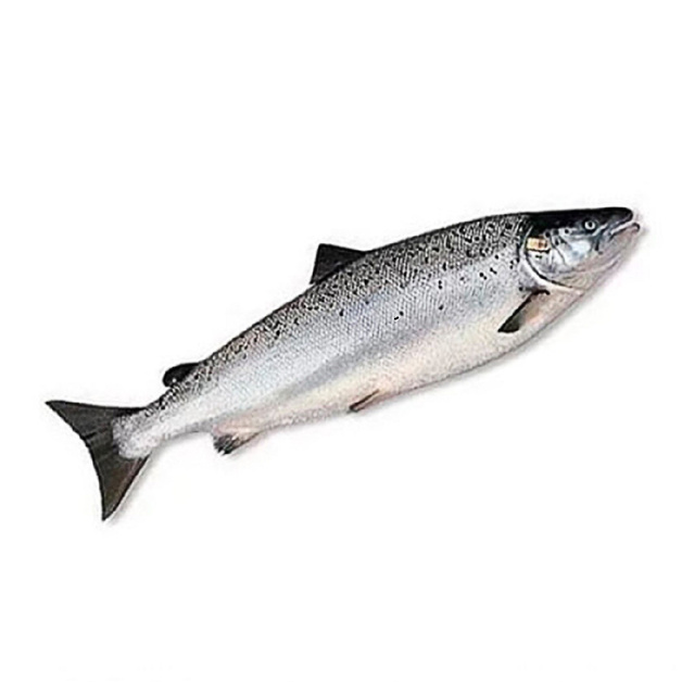 Лосось Потрошеный с Головой Свежемороженый Чили 2-3кг