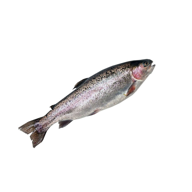 Форель охл. с/г потр. Мурманск ~ 6-7 кг