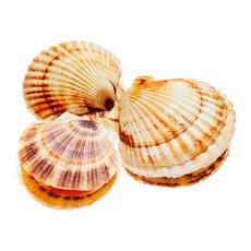 Гребешок Живой 200-300г