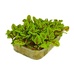 Микрозелень Щавель Растущий 30-80г Микрозелень Щавель Растущий 30-80г