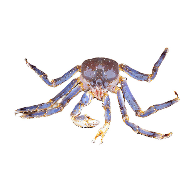 Краб Синий Камчатский 2-3кг