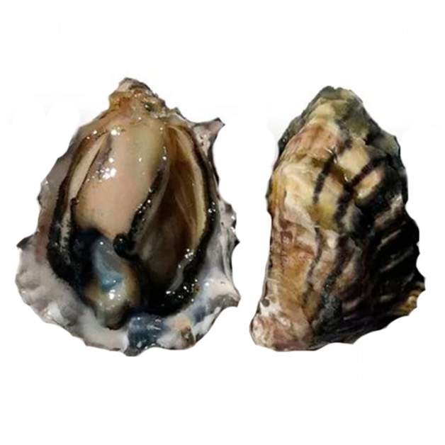 Устрицы Черный жемчуг