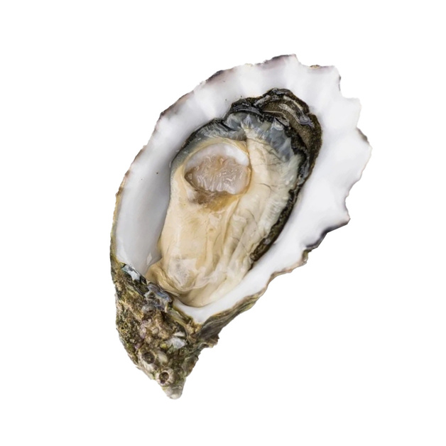 Устрица Коли Голд №3