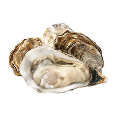 Устрица Живая Жилардо №2