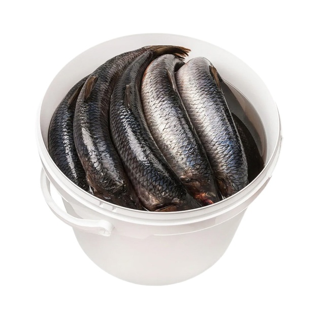 Сельдь Тихоокеанская Слабосоленая 300+ 4кг Ведро