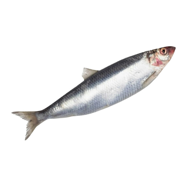 Сельдь Атлантическая Неразделанная Замороженная 300+ 27-30кг