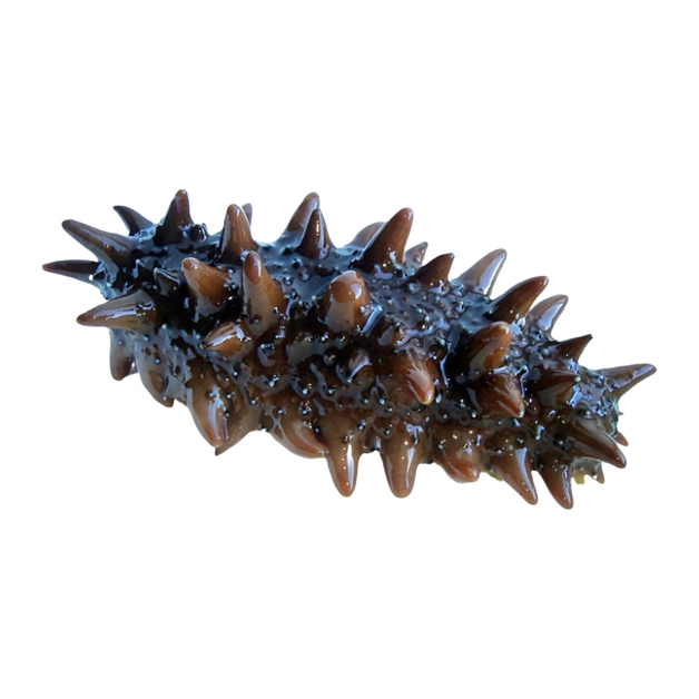 Трепанг Живой 100+г