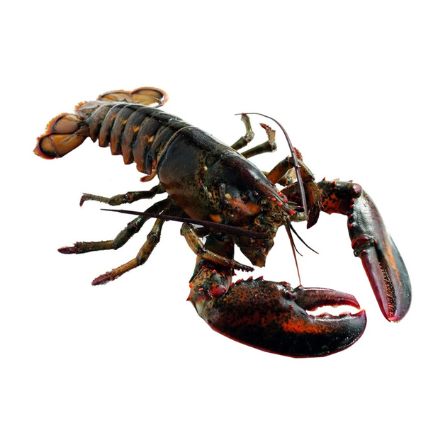 Омары Атлантические Живые 600/800