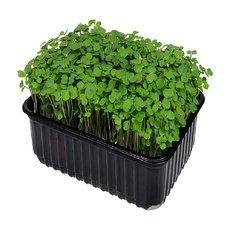 Микрозелень Руккола Бокс