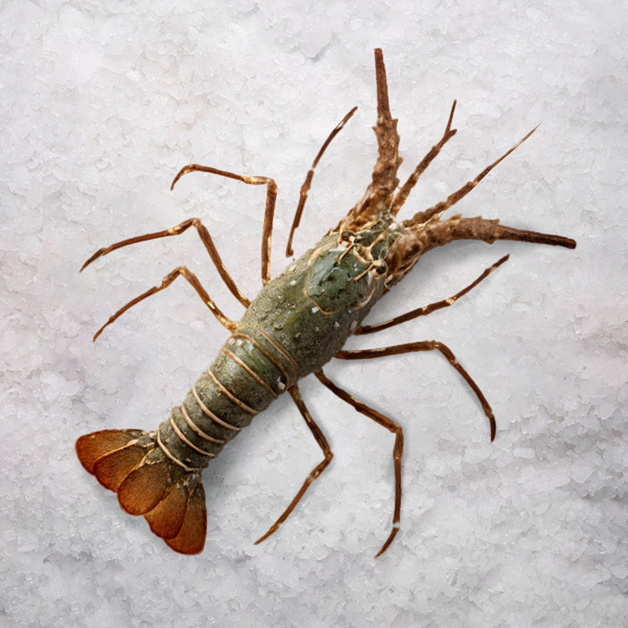 Лобстер Жемчужный Целый Свежемороженый 0,5-1,5кг 10кг