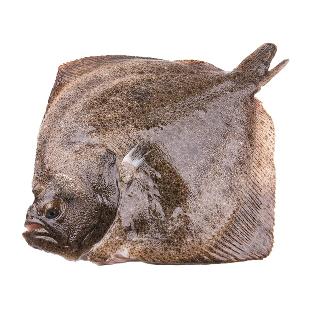 Тюрбо Непотрошеная Свежемороженая 2-4кг