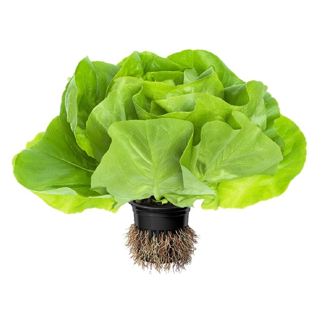 Салат маслянистый в горшочке