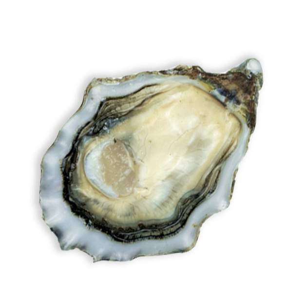 Устрица «Вашингтон»