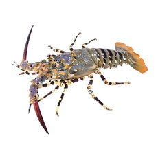 Лобстер Жемчужный Целый Свежемороженый 0,5-1,5кг