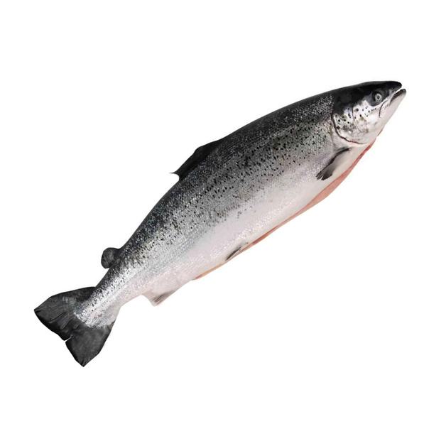 Лосось Потрошеный с Головой Свежемороженый Sea Flavors Sociedad Anonima Чили 5-6кг