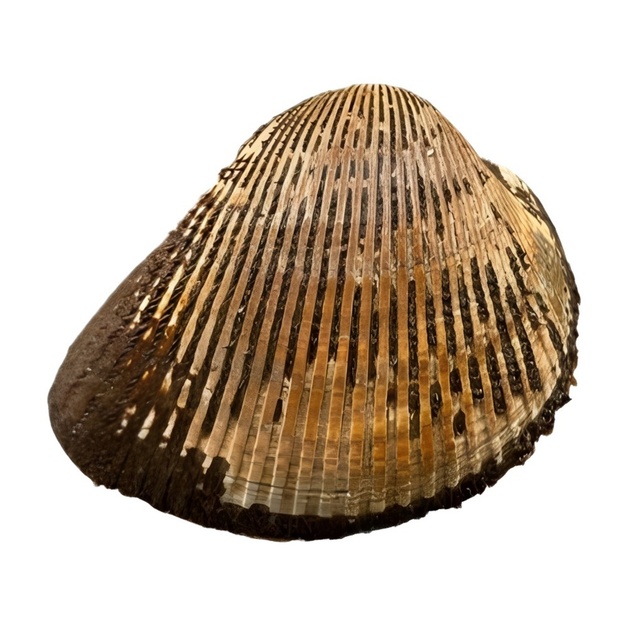 Анадара Живая 200-300г