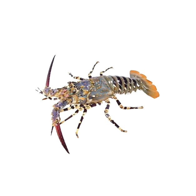 Лобстер Жемчужный Целый Свежемороженый 0,5-1,5кг 10кг