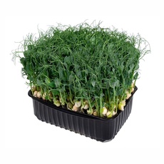 Микрозелень Горох Растущий